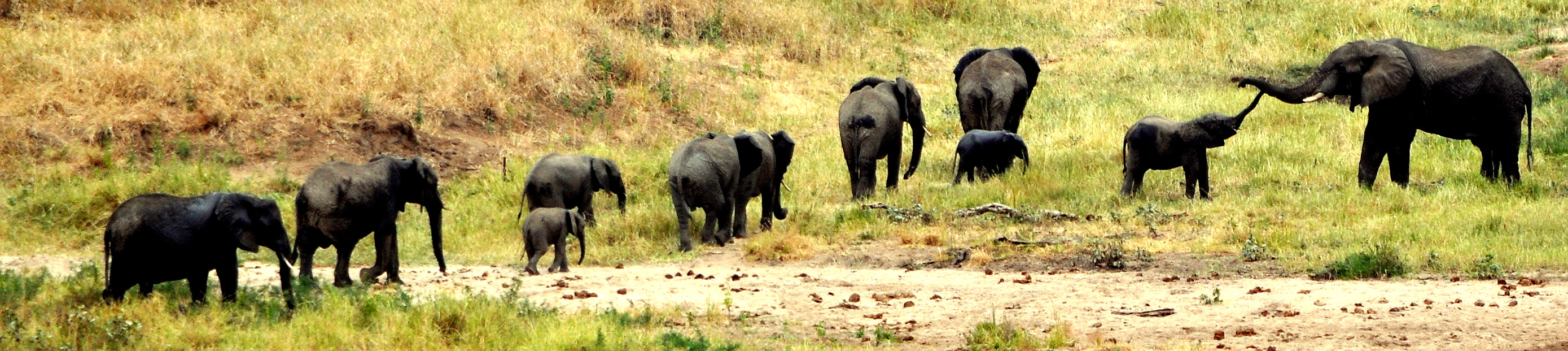 Biology Trip to Tanzania - July 2015